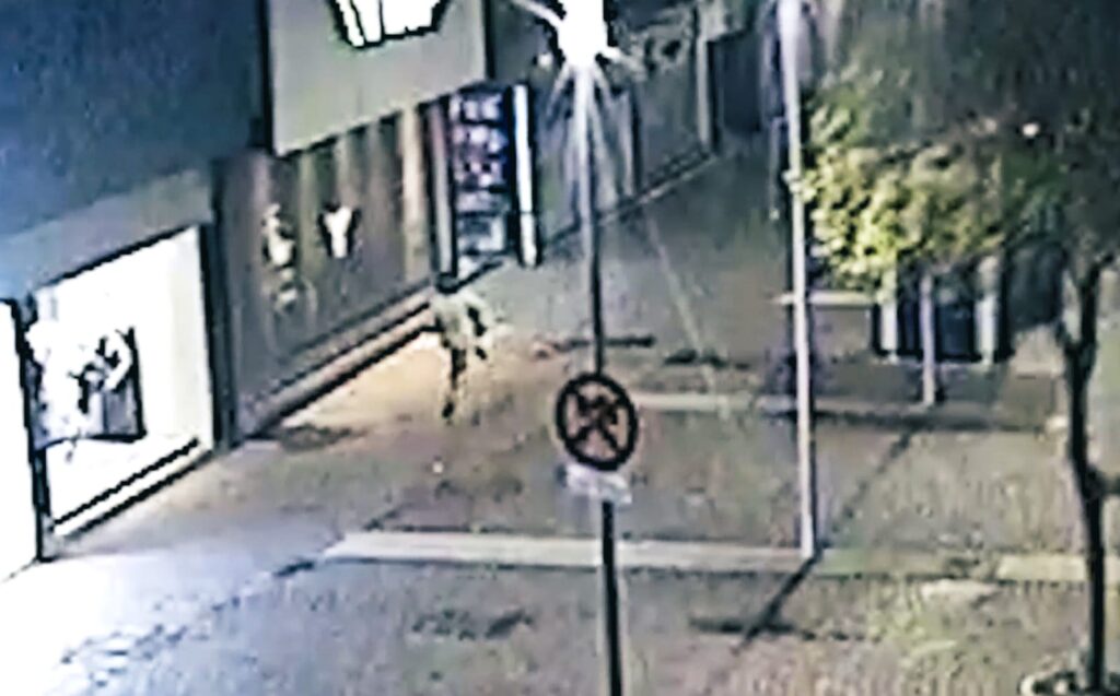 Las cámaras del COM permitieron descubrir a un trapito que robaba pertenencias de una camioneta estacionada