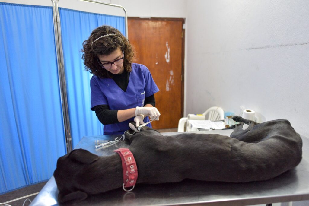 Dónde estarán ubicados los quirófanos móviles para animales con vacunación antirrábica