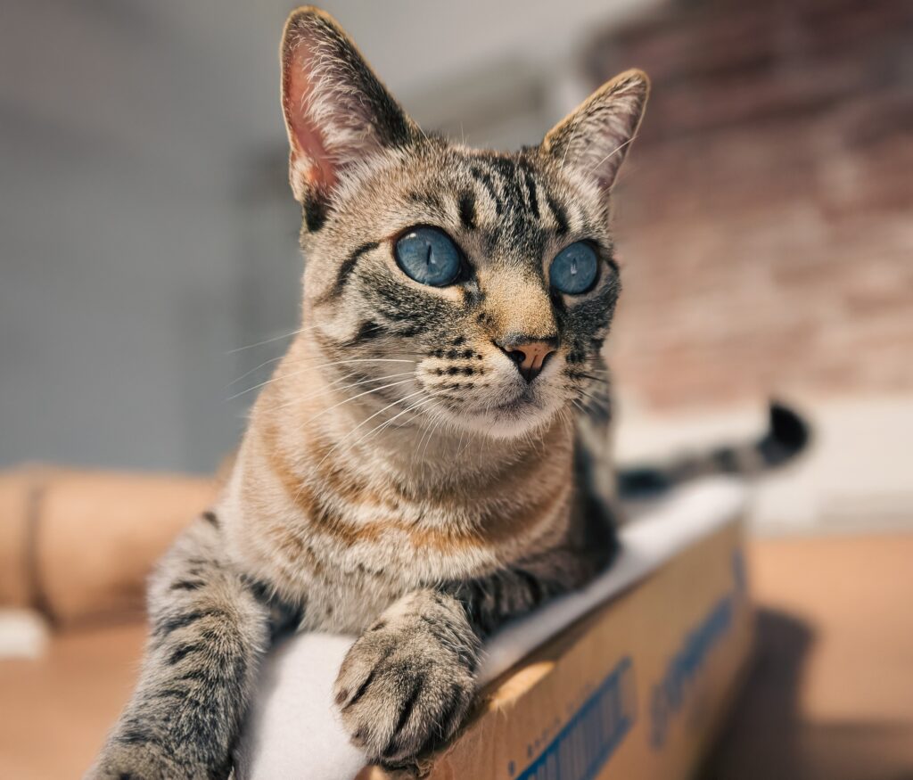 Dónde estarán ubicados los quirófanos móviles para animales