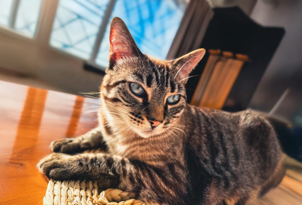 Nuevas ubicaciones de los quirófanos móviles para animales
