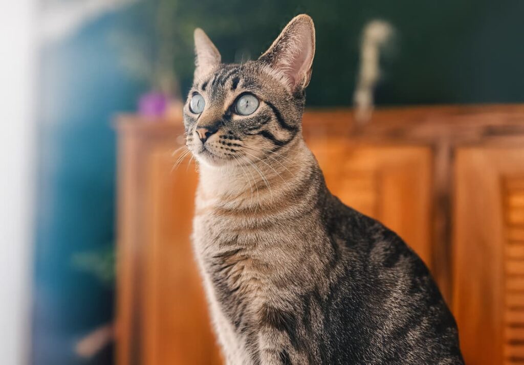 Nuevas ubicaciones de los quirófanos móviles para animales