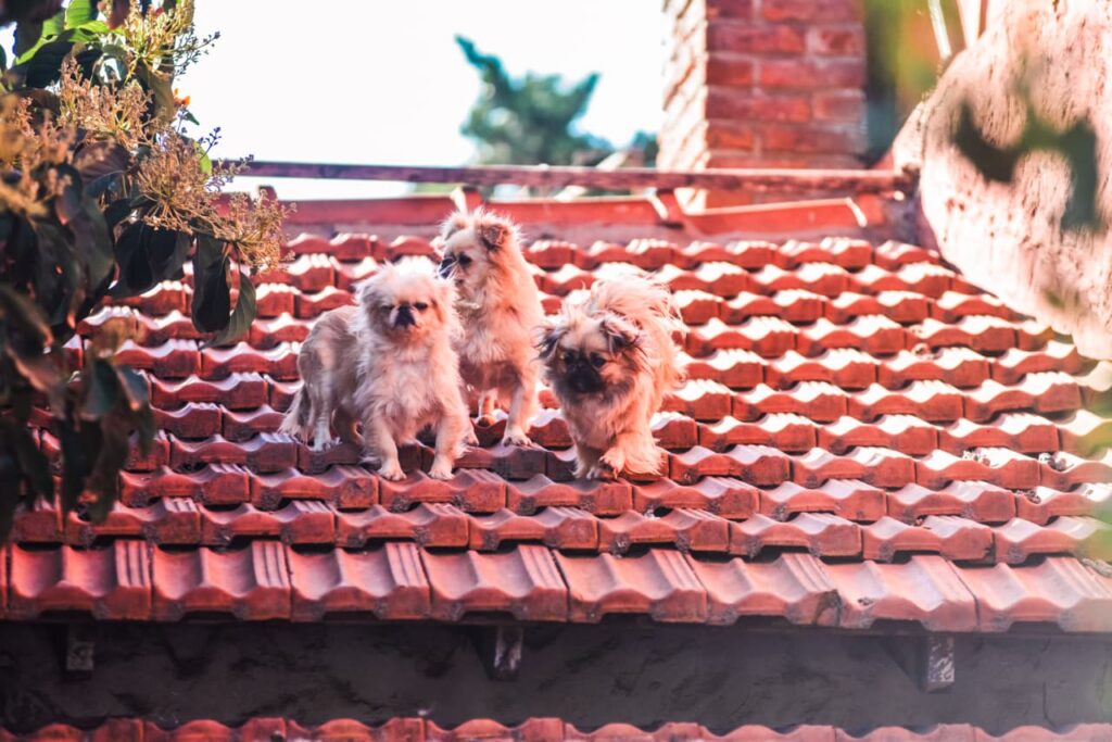 El Municipio retiró 18 perros por estado de abandono en dos viviendas