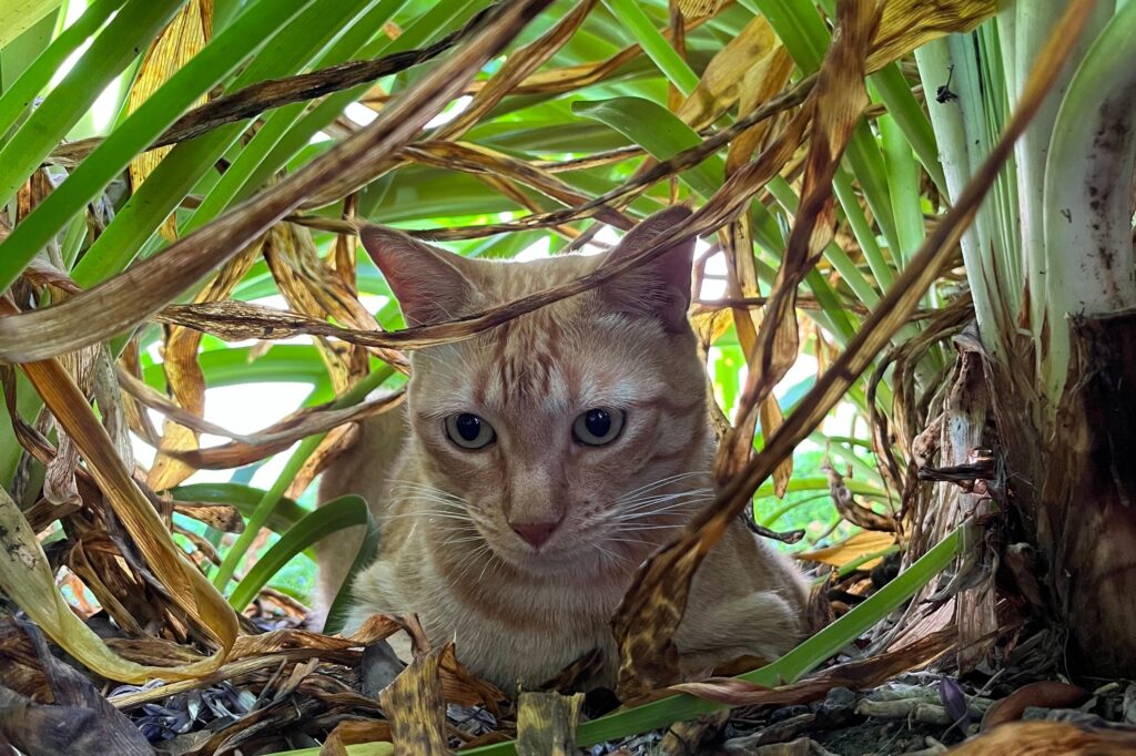 Dónde estarán ubicados los quirófanos móviles para animales