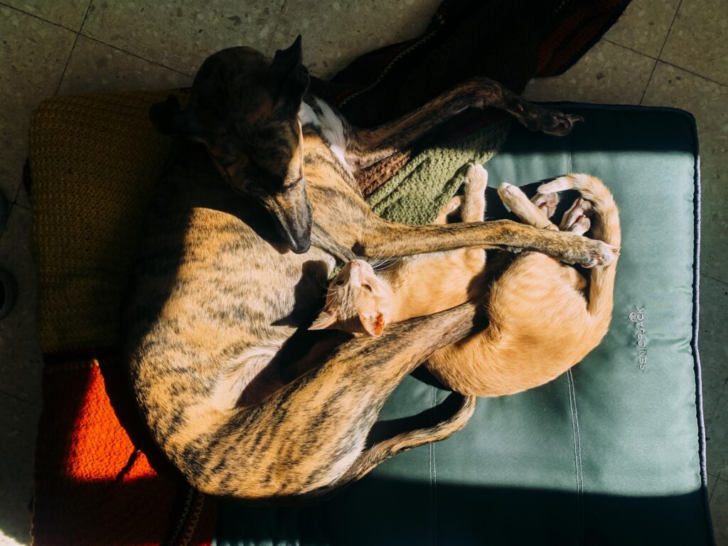 Nuevas ubicaciones de los quirófanos móviles para animales