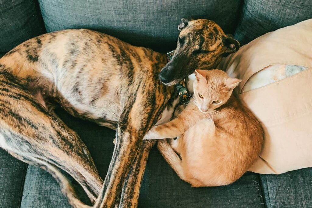 Dónde estarán ubicados los quirófanos móviles para animales