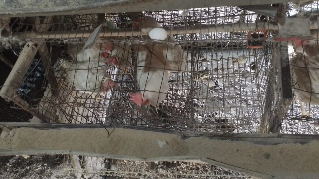 Terminó en Batán por querer robar unos huevos de una granja