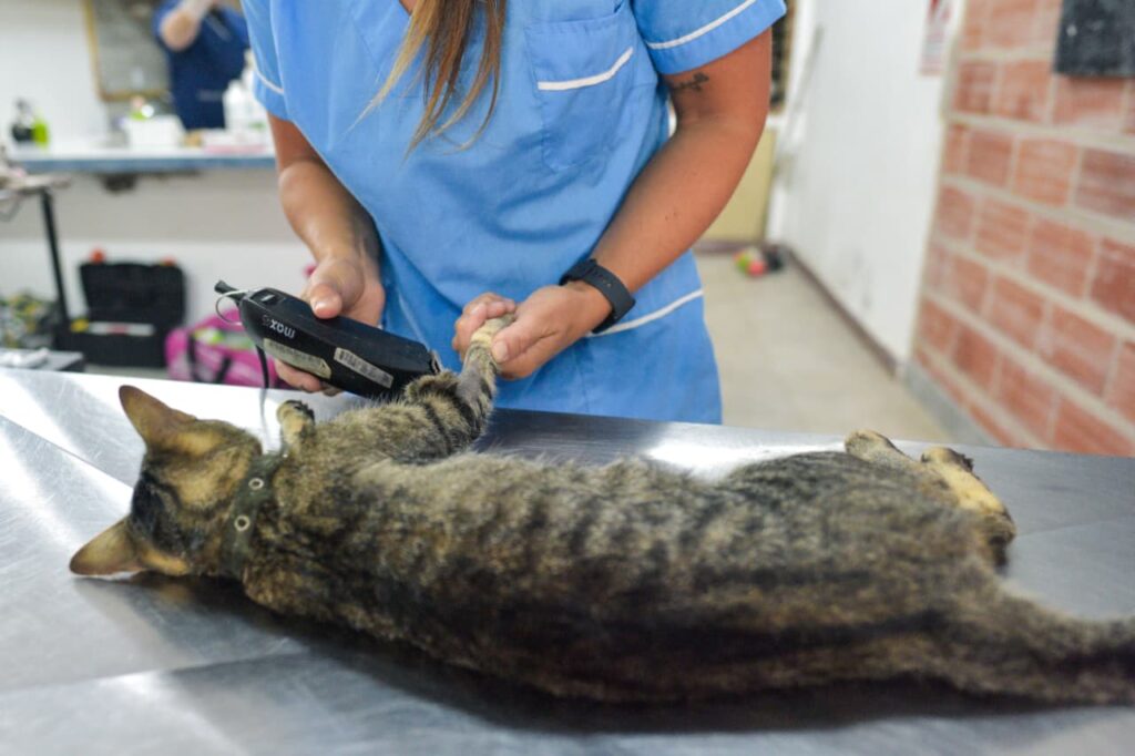Dónde estarán ubicados los quirófanos móviles para animales