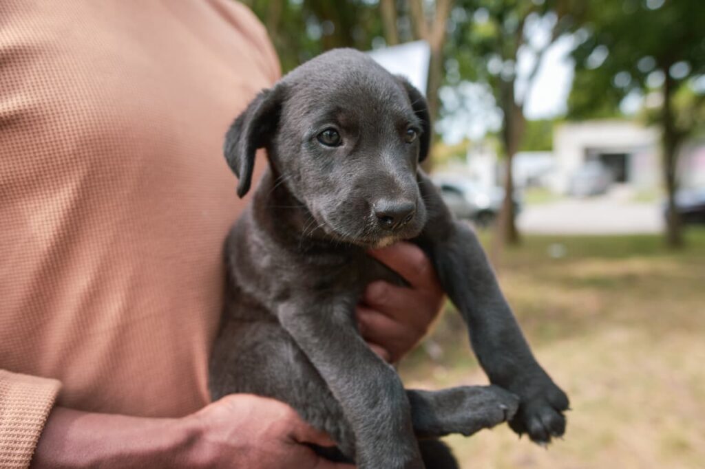 Quirófano móvil y vacunación: más de 300 animales fueron atendidos en un solo día