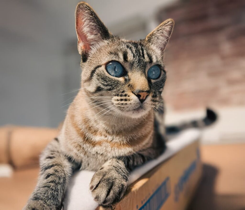 Mar del Plata: dónde estarán ubicados los quirófanos móviles para animales