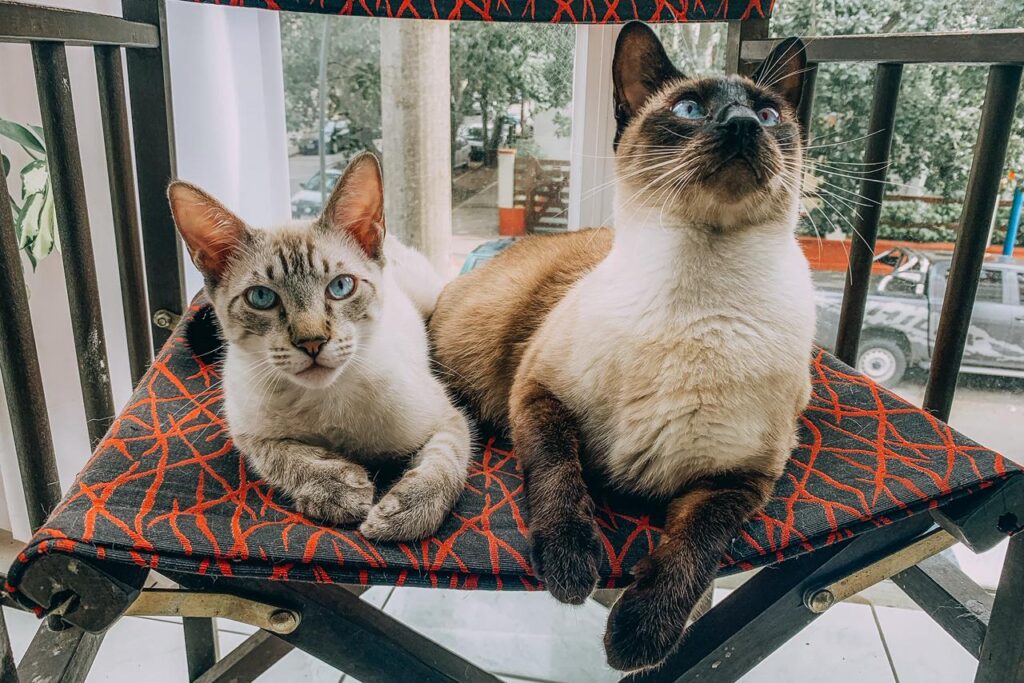 Dónde estarán ubicados los quirófanos móviles para animales en Mar del Plata