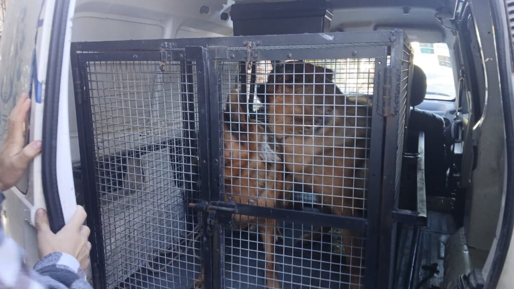 Rescataron a dos perros abandonados hace un año en una casa y le iniciaron una causa a la propietaria
