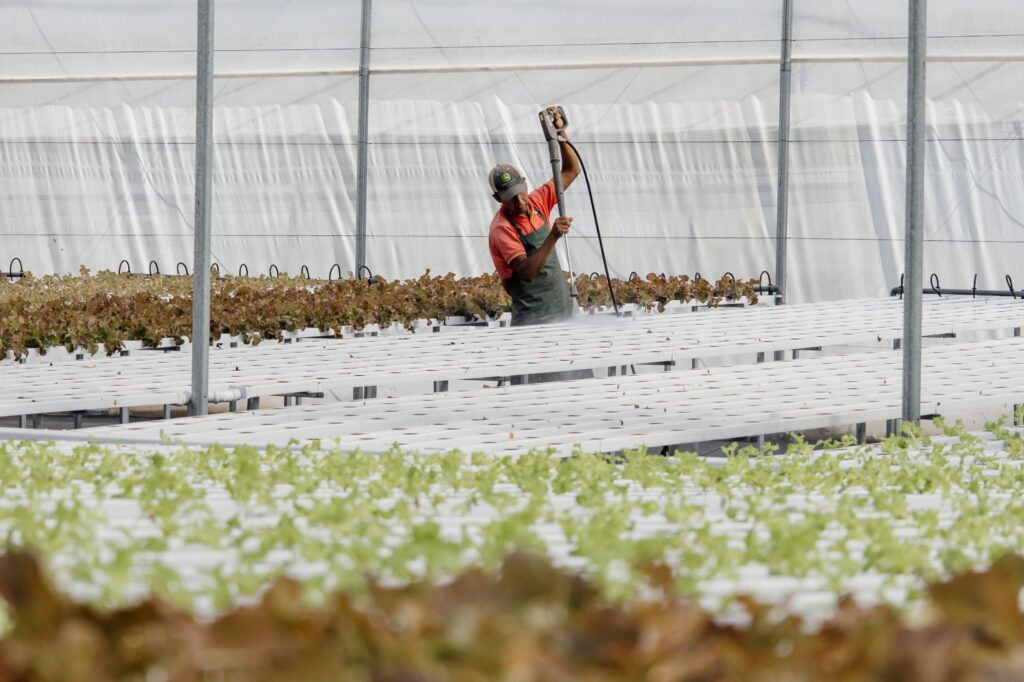 Impulsan en Mar del Plata la producción hidropónica como modelo sostenible
