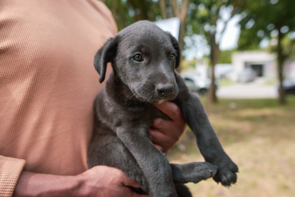 Atención gratis para mascotas en los barrios : dónde estarán ubicados los quirófanos móviles