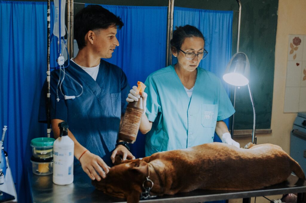 Dónde estarán ubicados los quirófanos móviles para animales en los barrios de Mar del Plata