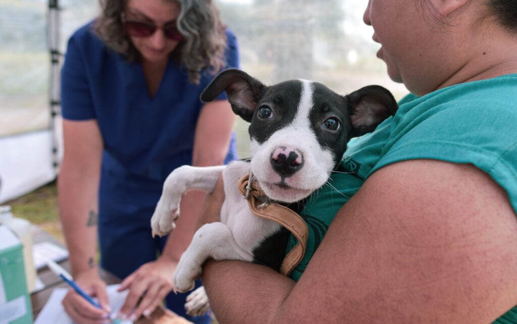 Atención: dónde estarán ubicados los quirófanos móviles para animales