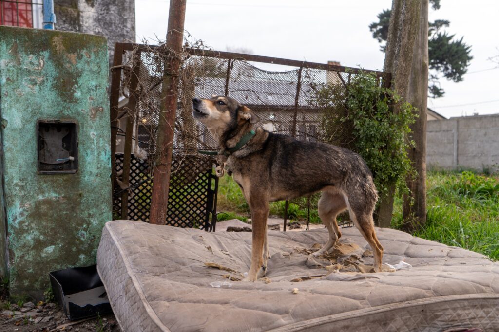 Rescataron a dos perros que sufrían abandono y maltrato