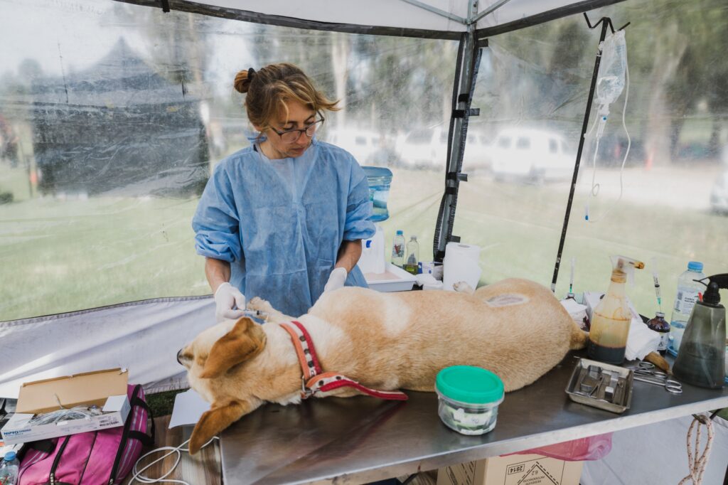 Dónde estarán ubicados los quirófanos móviles para animales esta semana con servicios gratuitos