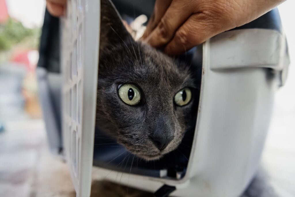 Se viene una charla sobre tenencia responsable tras el rescate de «Tinto», el gato al que obligaron a tomar vino