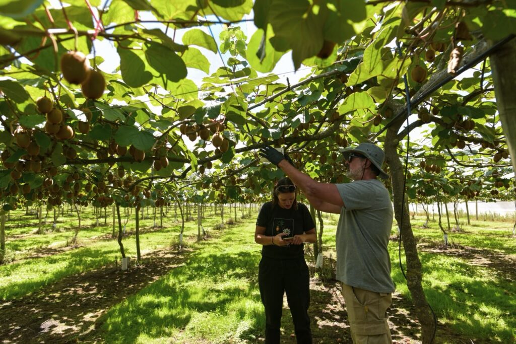 Salida laboral: nueva capacitación para el sector del kiwi en establecimientos productores de Mar del Plata