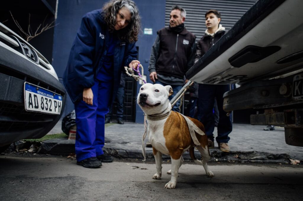 Maltrato animal y tenencia irresponsable: rescataron a tres perros y les buscan un hogar