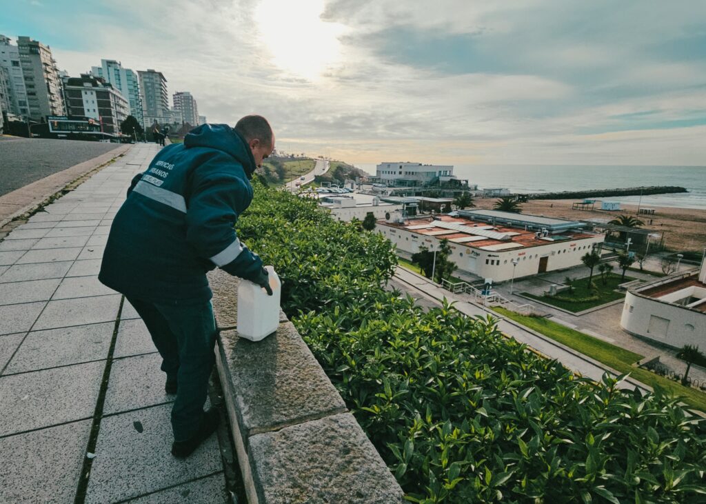 Refuerzan el control de roedores y plagas en distintos puntos de la costa de Mar del Plata