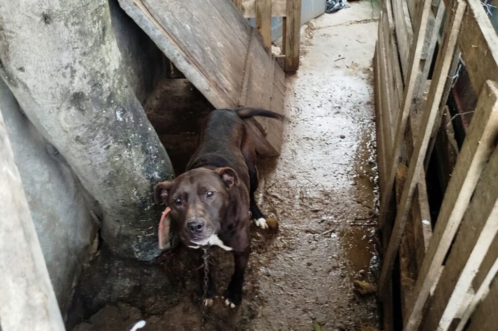 Rescataron a un perro víctima de maltrato: ¿Cómo postularse para hogar de tránsito?