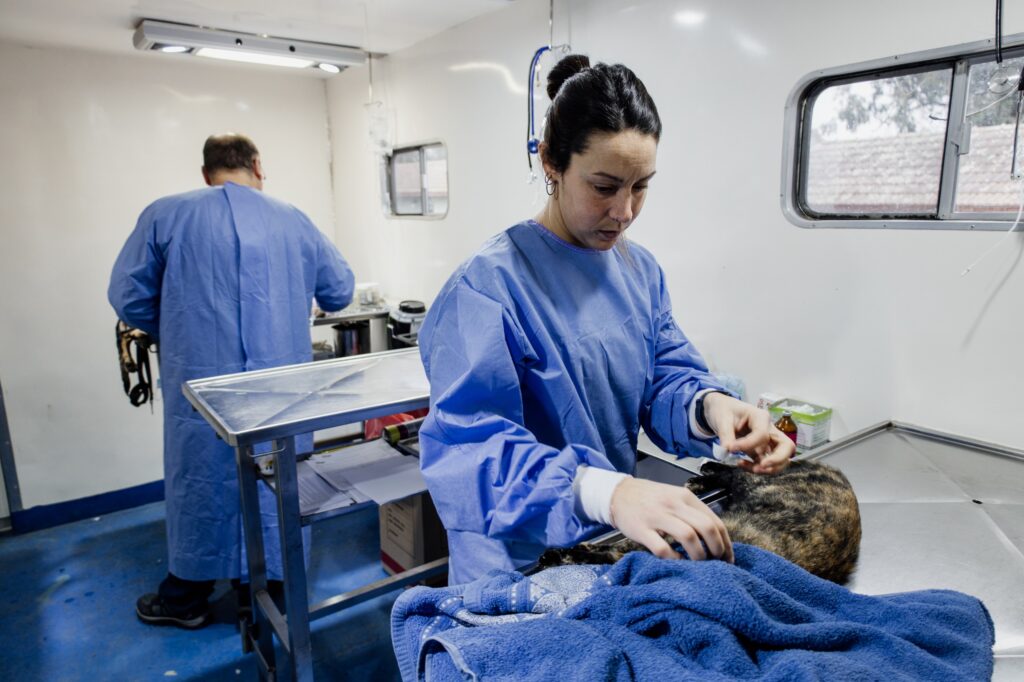 Dónde estarán ubicados los quirófanos móviles para animales esta semana