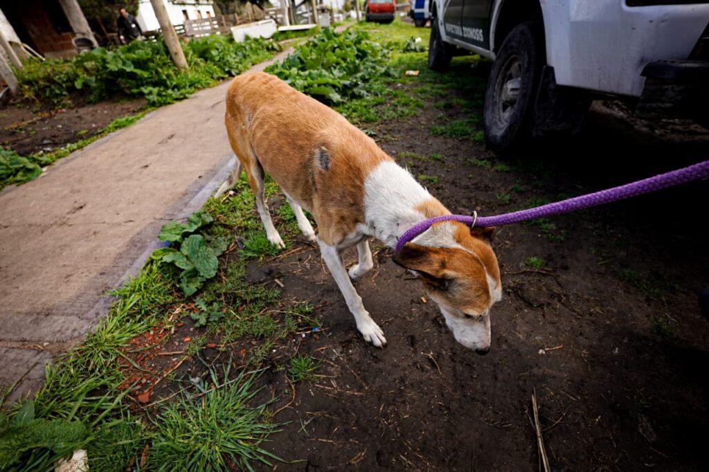Parasitosis extrema, desnutrición y lesiones externas: así estaban los perros rescatados por zoonosis