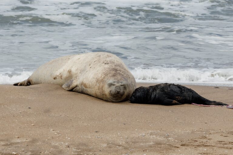 La buena del día: sorpresivo parto de una cría de elefante marino en la costa