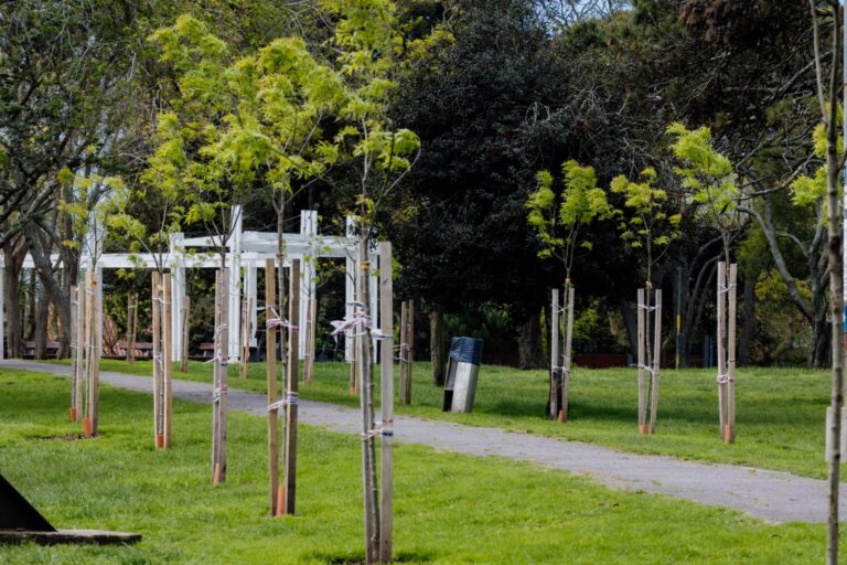 Trabajan en el recambio, reforestación y reposición de especies en un reconocido parque de Mar del Plata