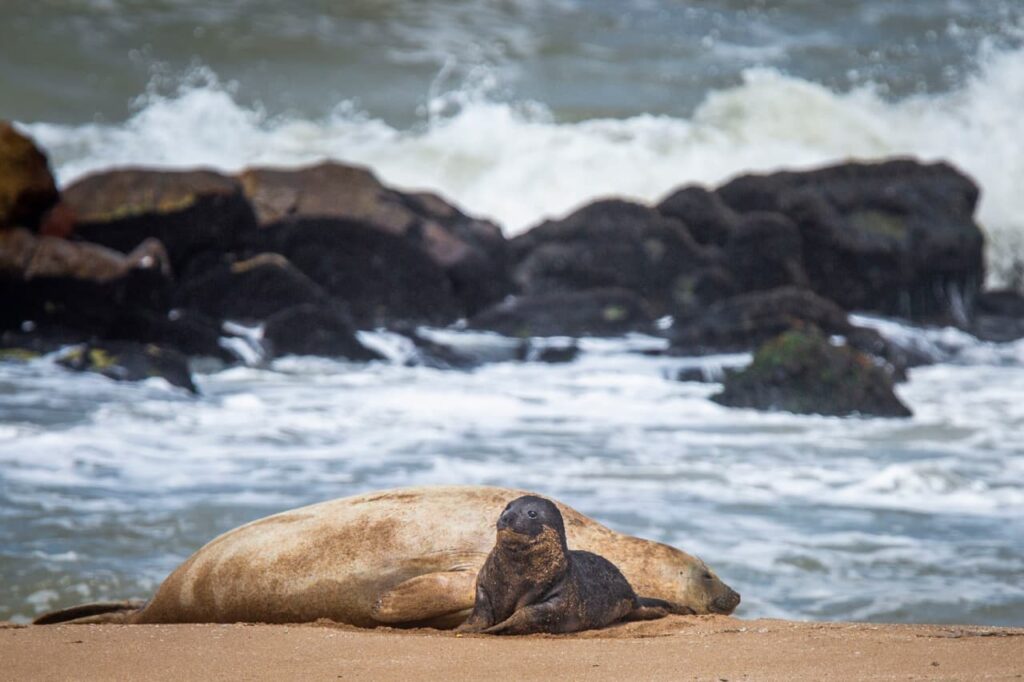 ¿Qué pasó con el elefante marino que nació en una playa de Mar del Plata?
