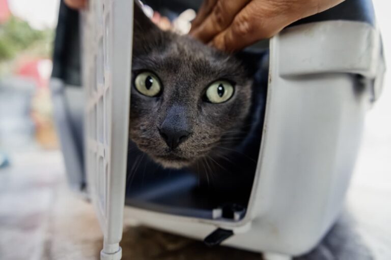 Dónde estarán ubicados los quirófanos móviles para animales en Mar del Plata